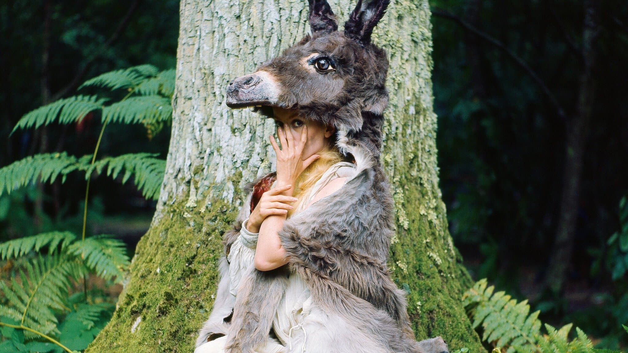 Donkey Skin Backdrop