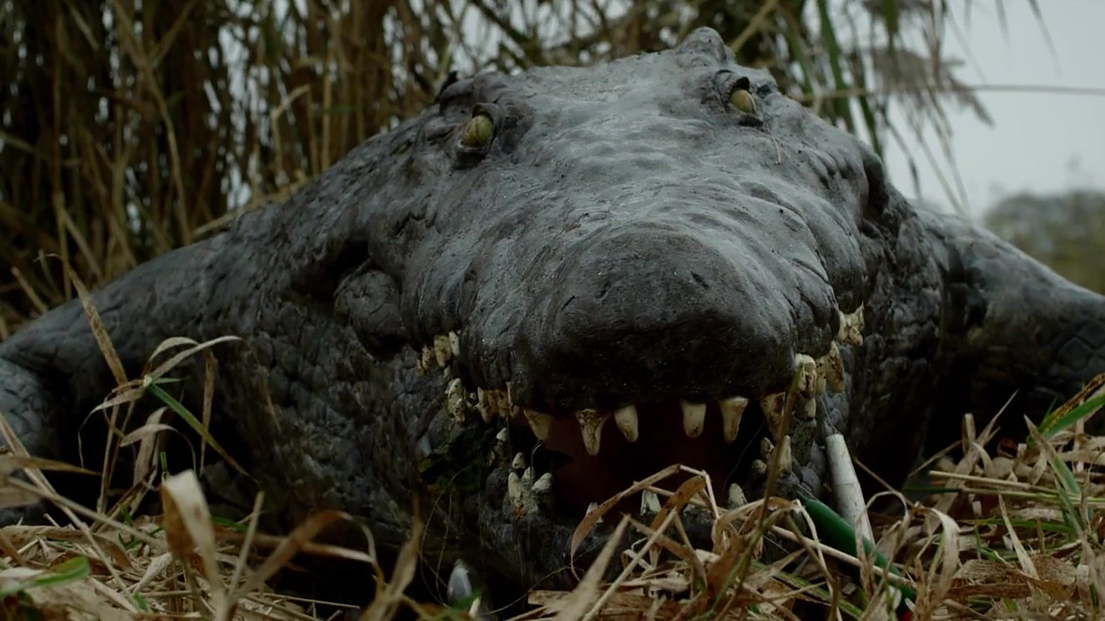 The Hatching Backdrop