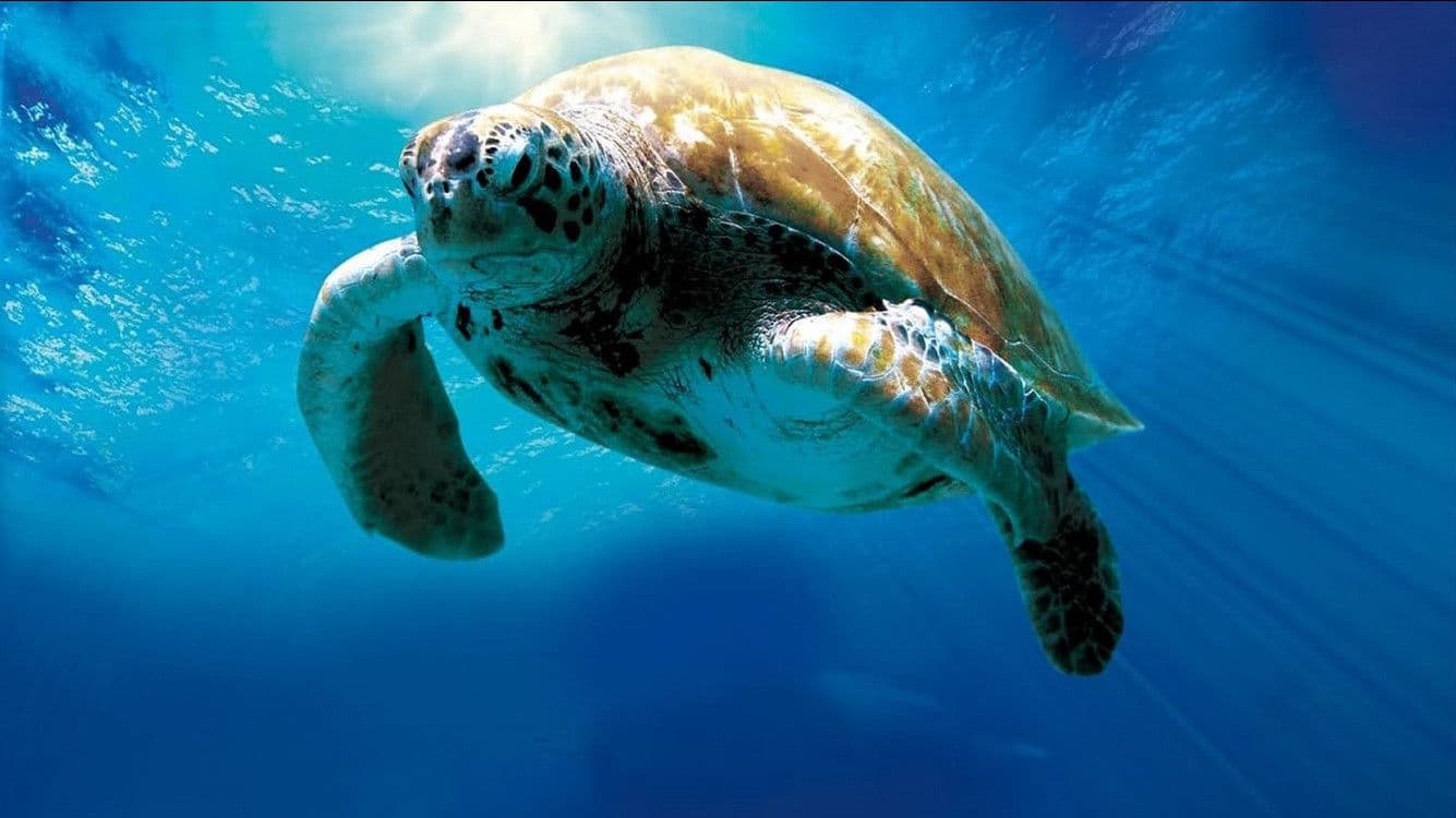 Turtle: The Incredible Journey Backdrop