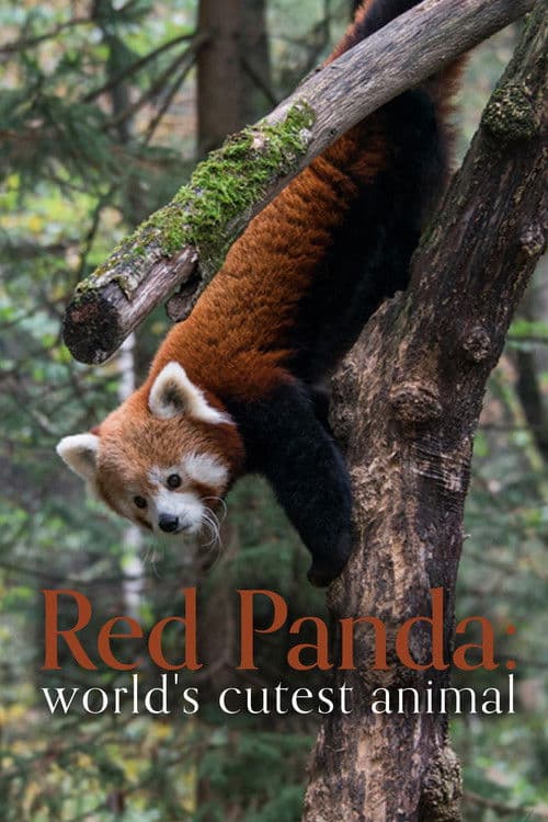 Red Panda: World's Cutest Animal Poster