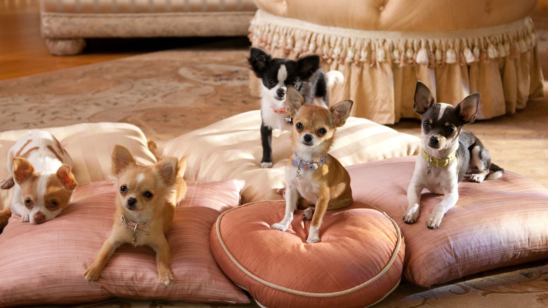 Beverly Hills Chihuahua 2 Backdrop